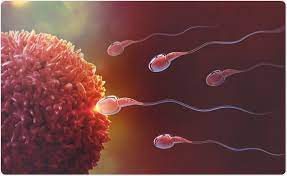 Male Infertility Treatment in Marthandam