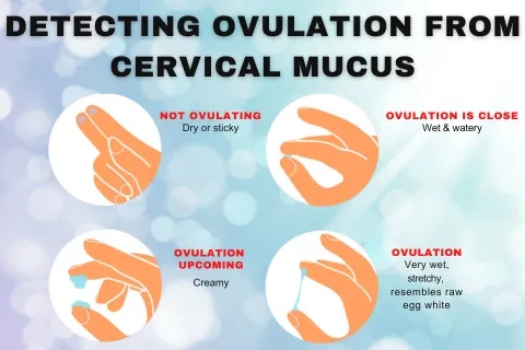 Finding ovulation with irregular periods